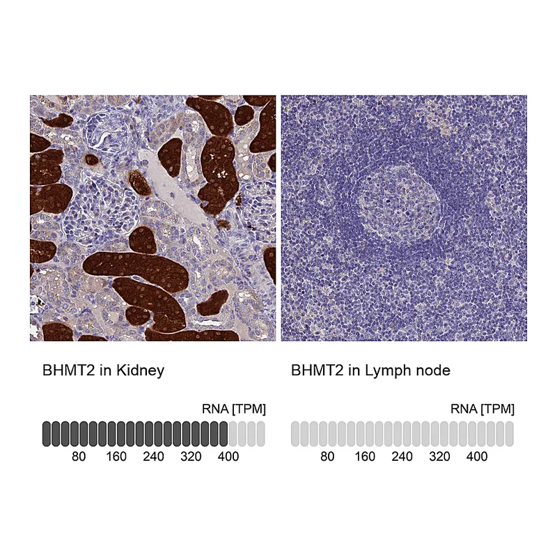 Atlas Antibodies Anti-BHMT2 Antibody