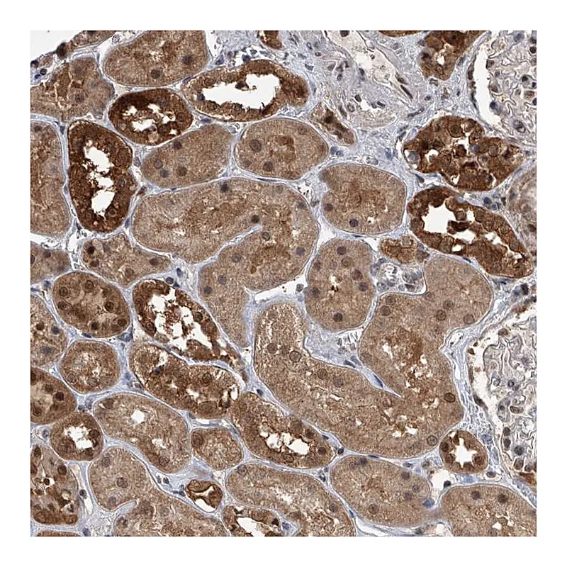 Atlas Antibodies Anti-BHLHE23 Antibody