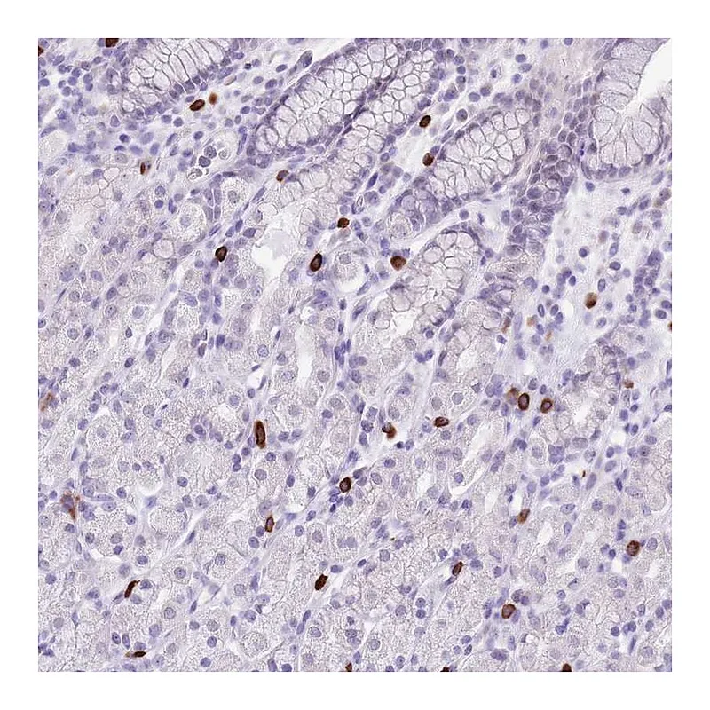 Atlas Antibodies Anti-BHMG1 Antibody