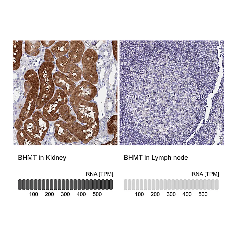 Atlas Antibodies Anti-BHMT Antibody