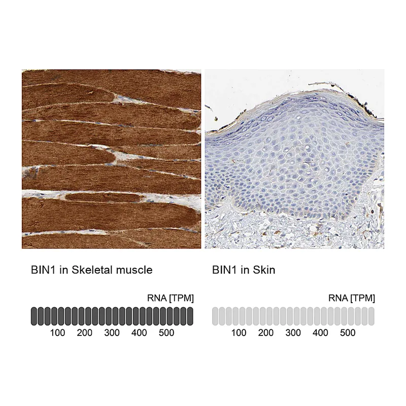 Atlas Antibodies Anti-BIN1 Antibody