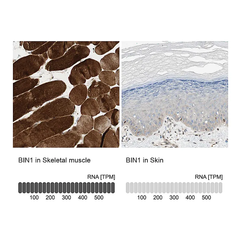 Atlas Antibodies Anti-BIN1 Antibody