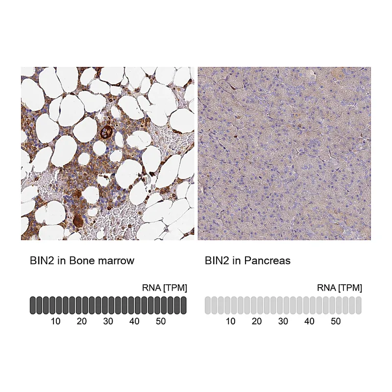 Atlas Antibodies Anti-BIN2 Antibody