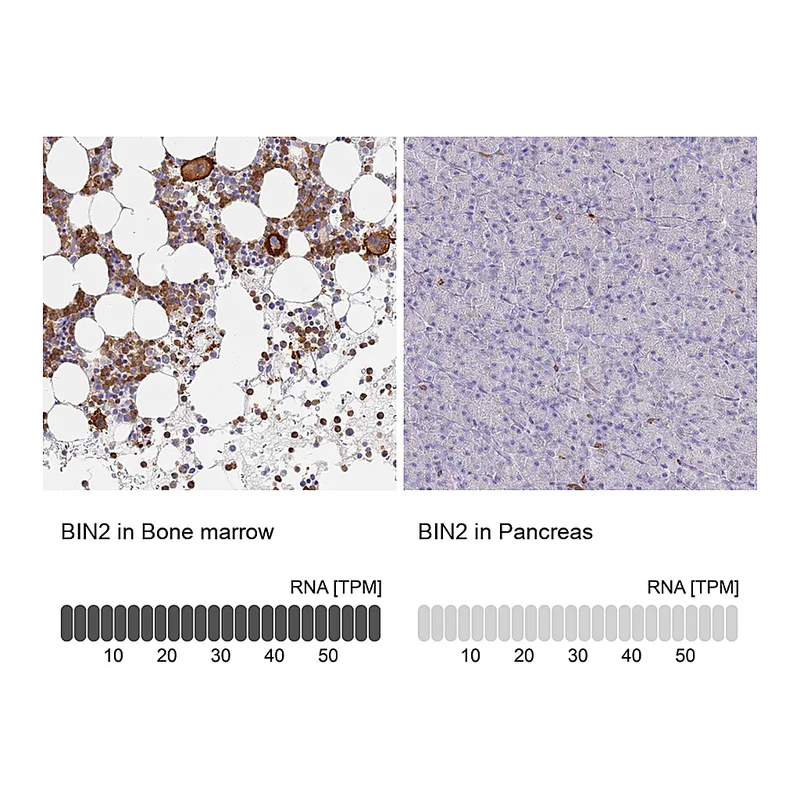 Atlas Antibodies Anti-BIN2 Antibody