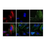 Thermo Fisher Scientific Donkey anti-Rabbit IgG (H+L) Cross-Adsorbed Secondary Antibody, Rhodamine