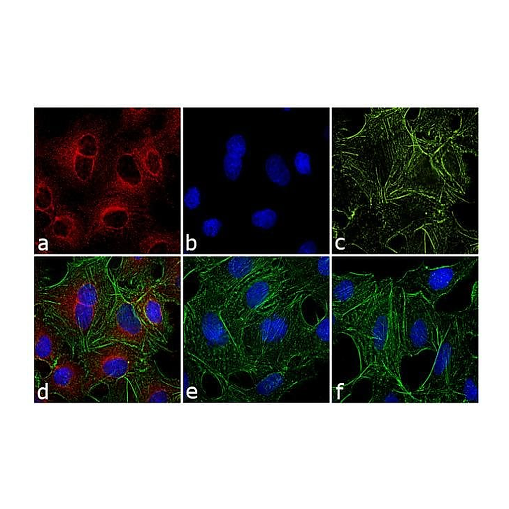 Thermo Fisher Scientific F(ab`)2-Goat anti-Rat IgG (H+L) Secondary Antibody, Qdot 655