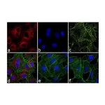 Thermo Fisher Scientific F(ab`)2-Goat anti-Rat IgG (H+L) Secondary Antibody, Qdot 655