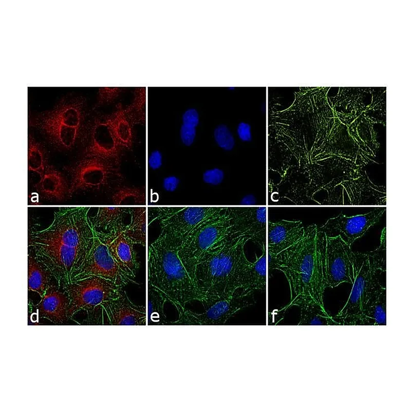 Thermo Fisher Scientific F(ab`)2-Goat anti-Rat IgG (H+L) Secondary Antibody, Qdot 655