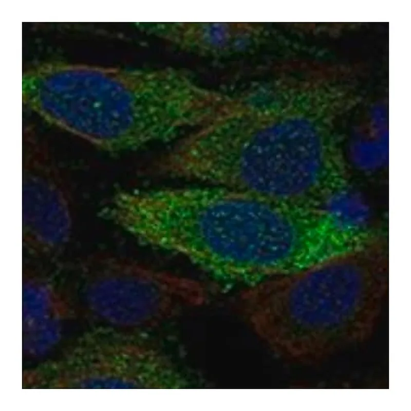 Merck Anti-FERMT2 antibody produced in rabbit