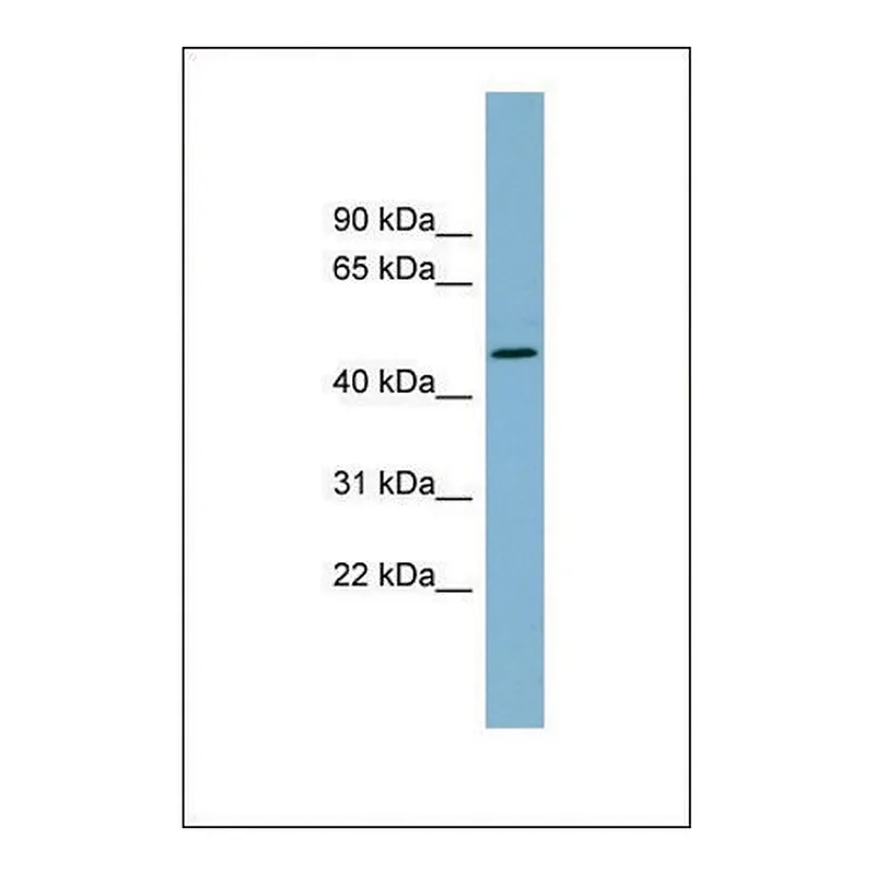 Merck Anti-TDO2, (N-terminal) antibody produced in rabbit