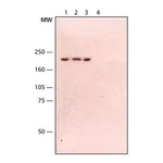 Merck Anti-WRN antibody, Mouse monoclonal