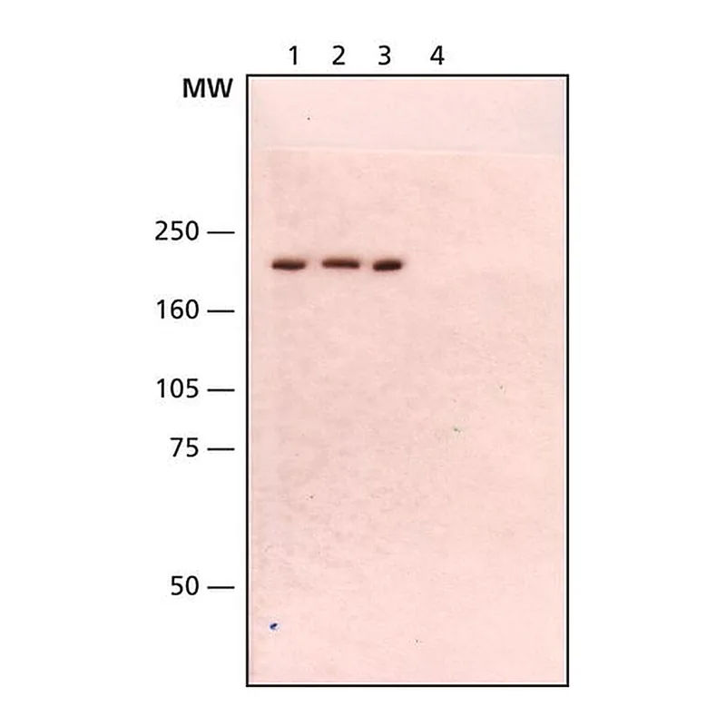 Merck Anti-WRN antibody, Mouse monoclonal