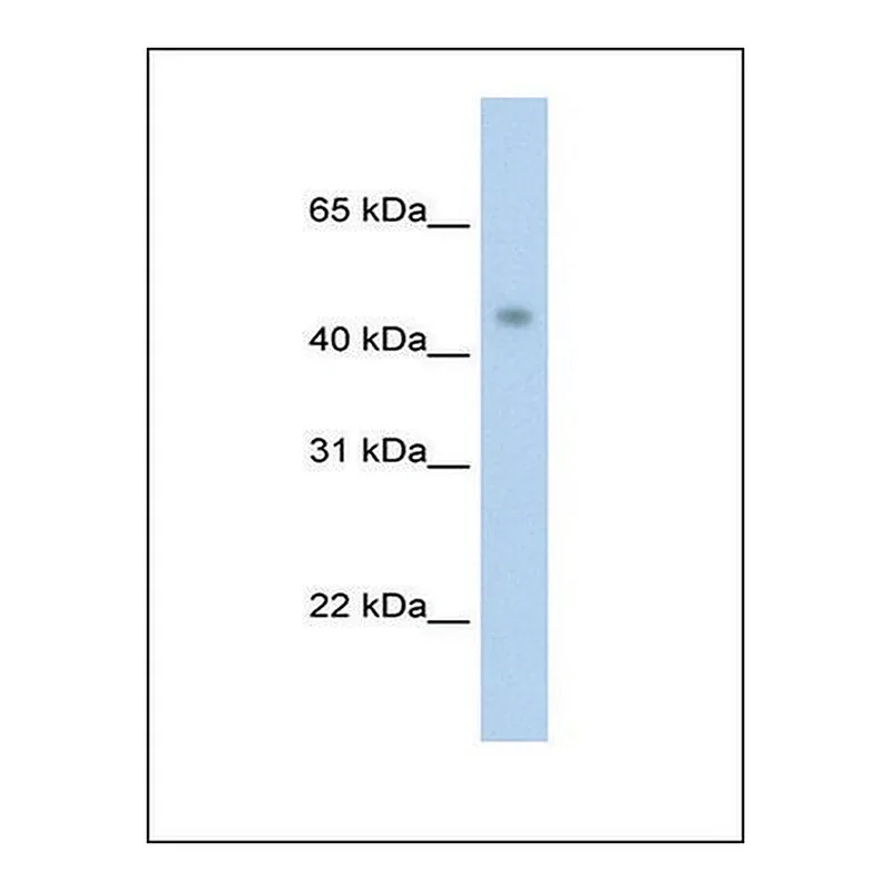 Merck Anti-PRMT8 antibody produced in rabbit