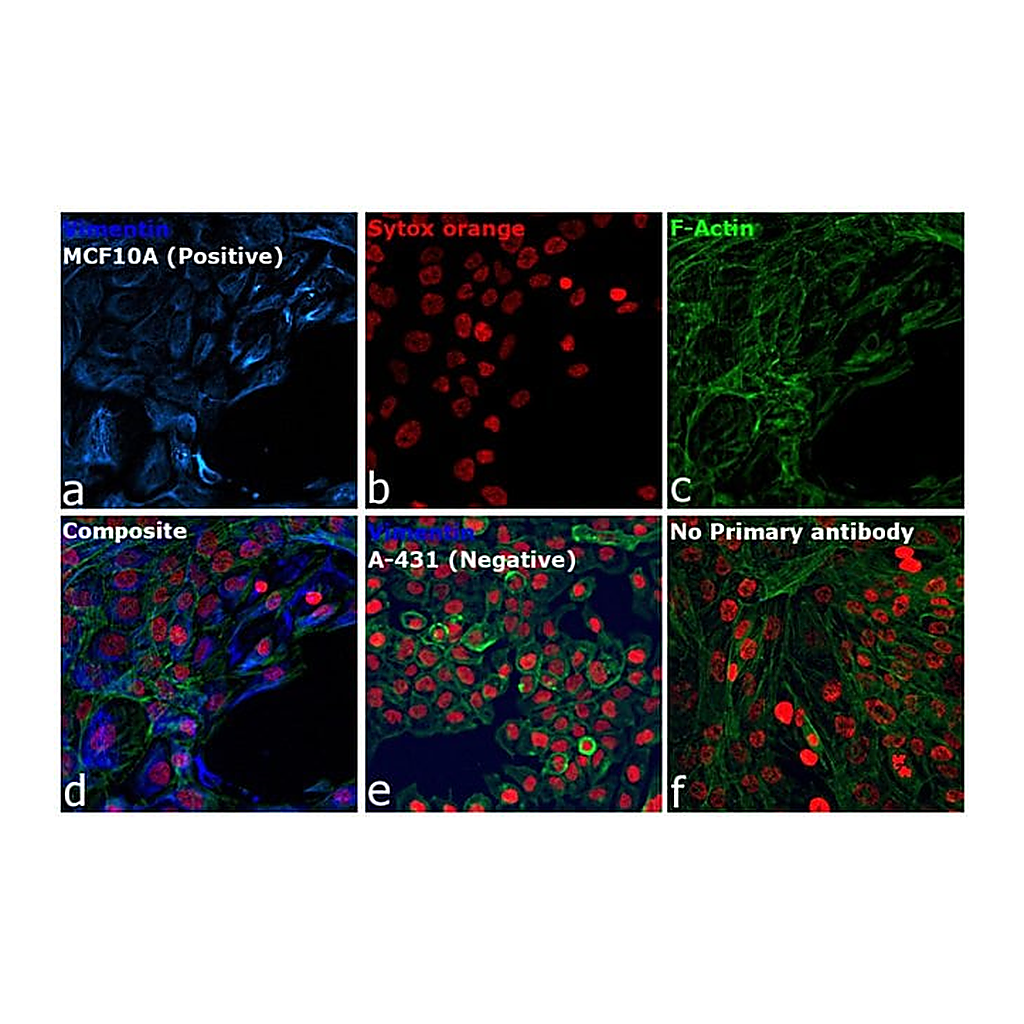 Thermo Fisher Scientific Goat anti-Rabbit IgG (H+L) Highly Cross-Adsorbed Secondary Antibody, Alexa Fluor 350