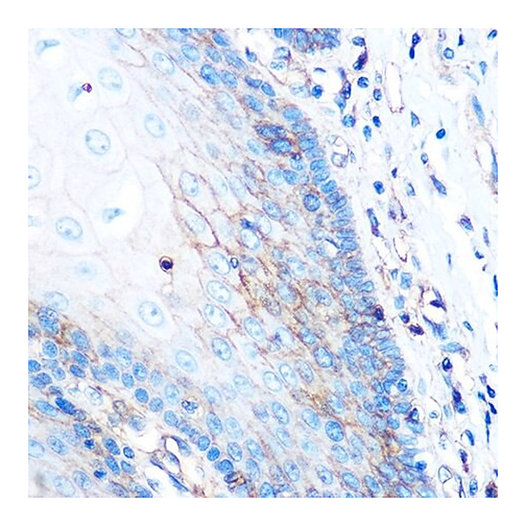 Merck Anti-HLA-A antibody produced in rabbit