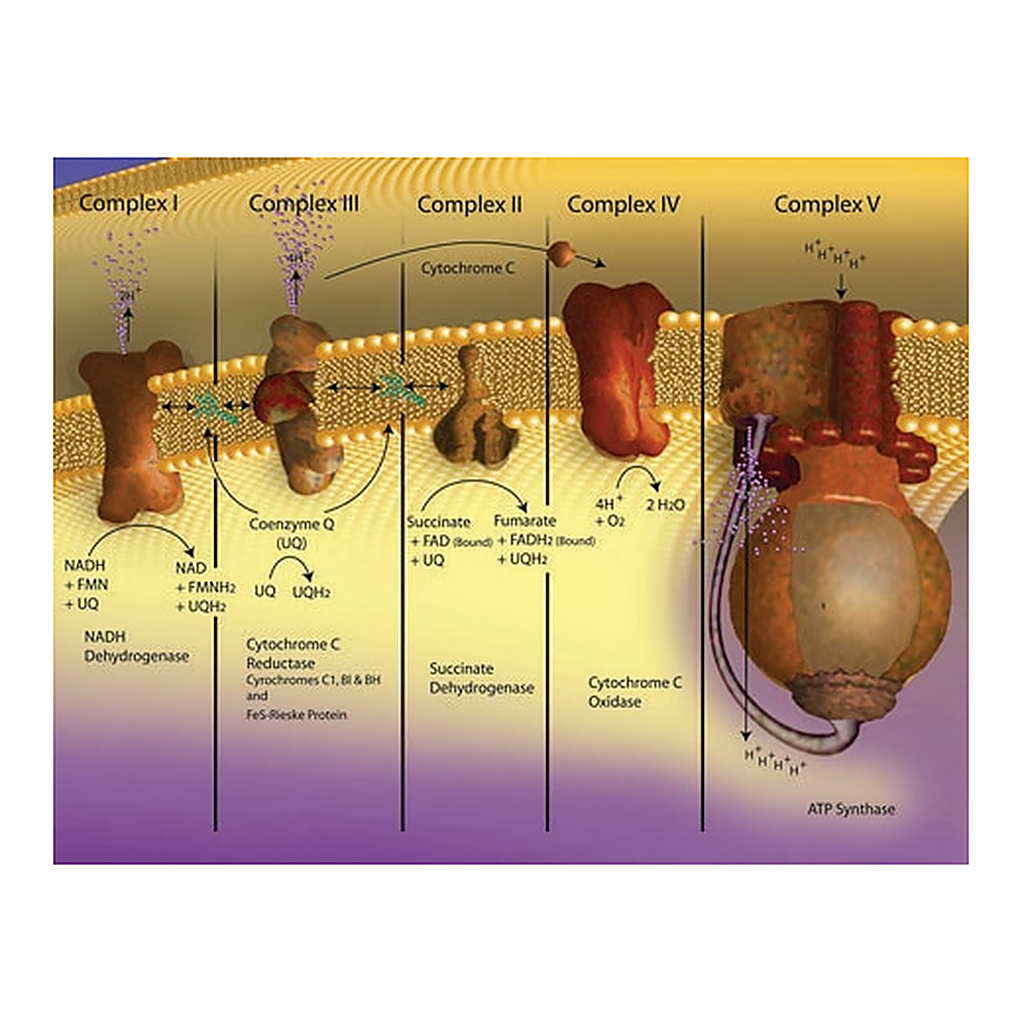 Merck CYTOCHROME C FROM BOVINE HEART