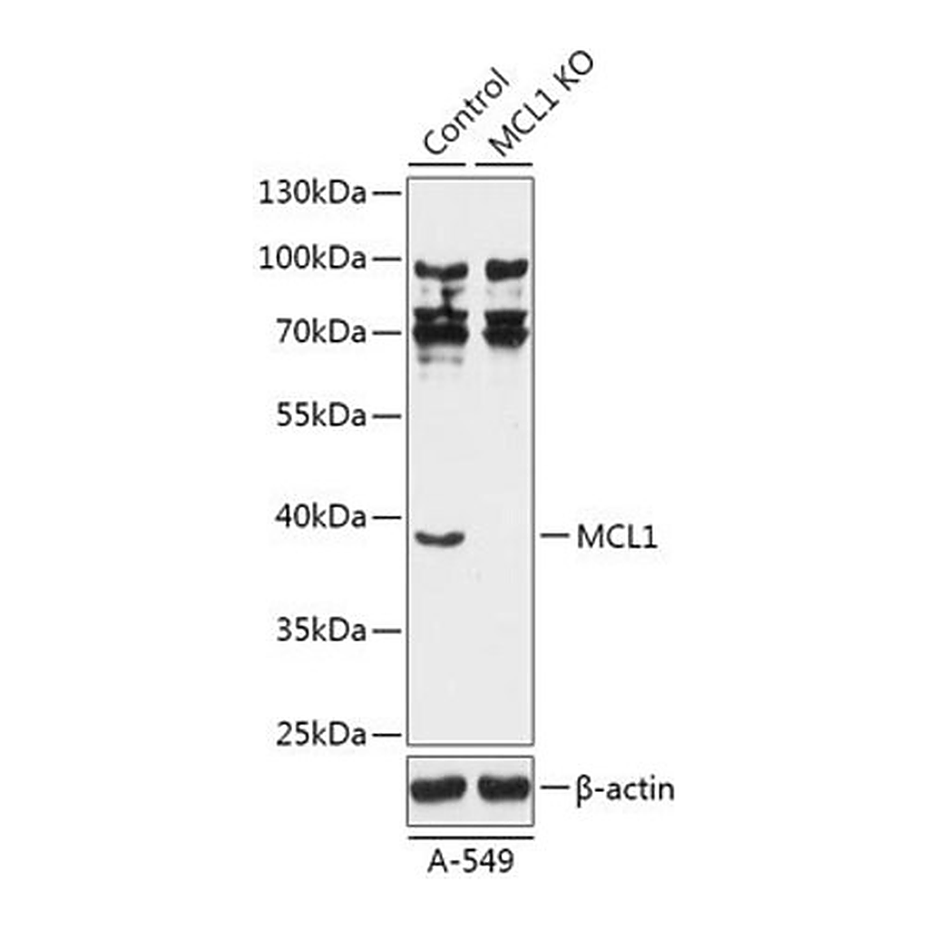 Merck Anti- MCL1 antibody produced in rabbit