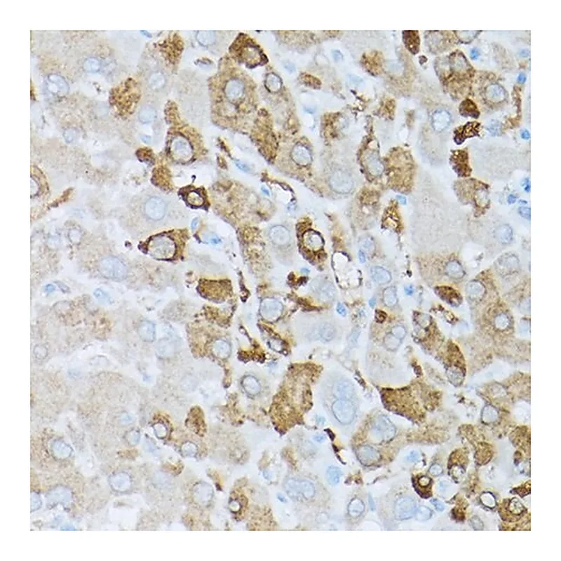 Merck Anti-Glutamine Synthetase (GLUL) antibody produced in rabbit