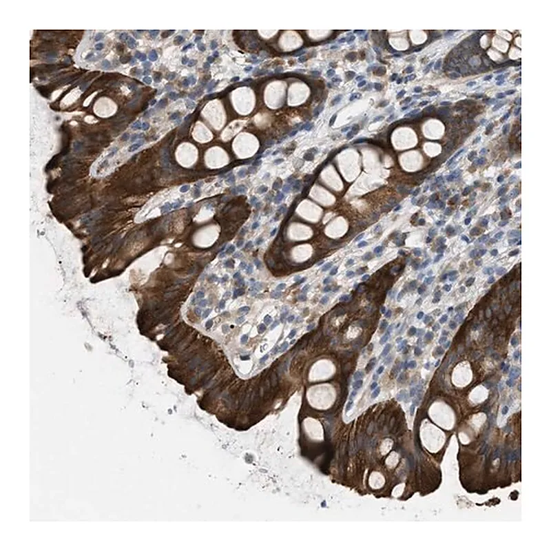 Merck Anti-UBA5 antibody produced in rabbit