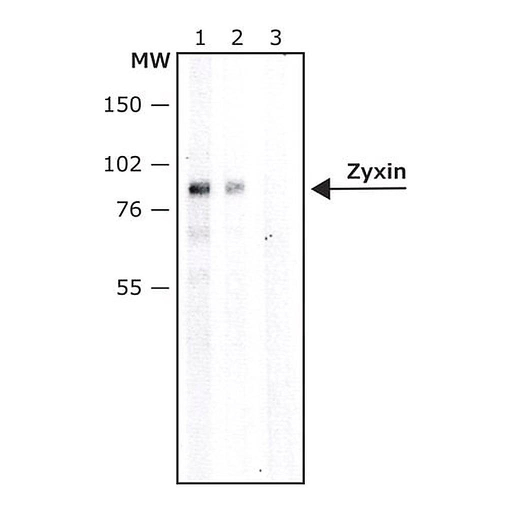 Merck Anti-Zyxin antibody produced in rabbit