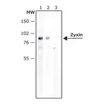 Merck Anti-Zyxin antibody produced in rabbit