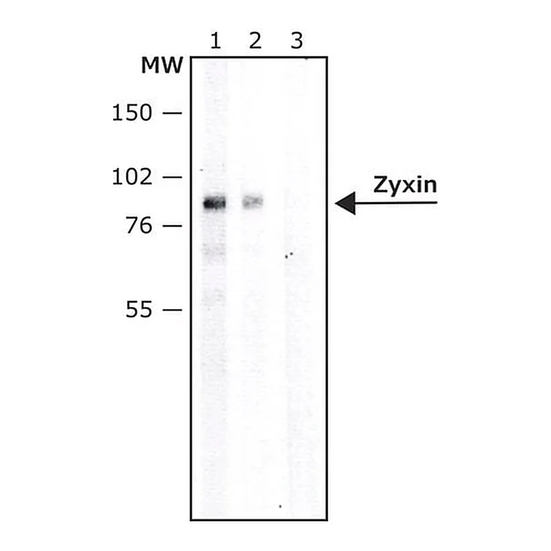 Merck Anti-Zyxin antibody produced in rabbit