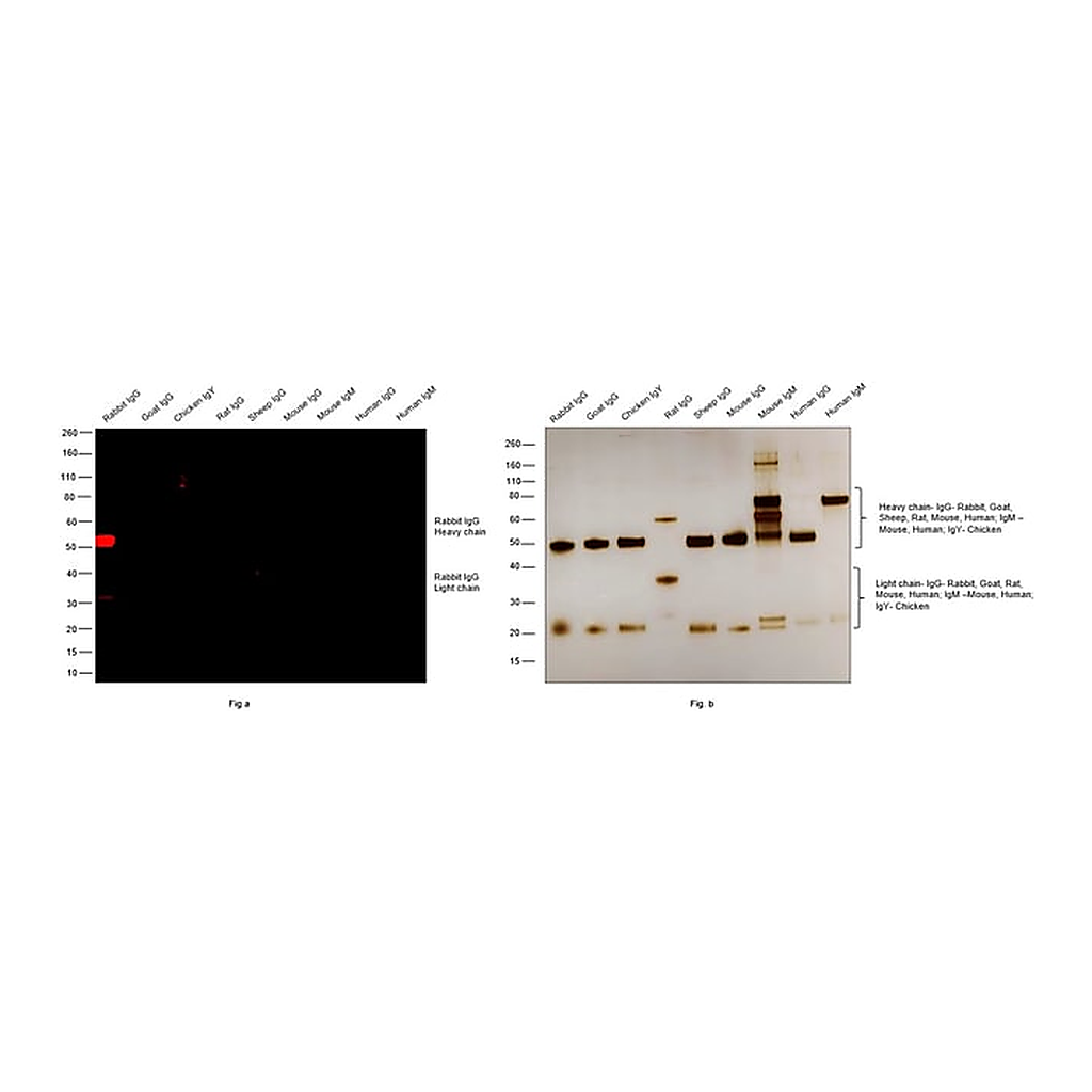 Thermo Fisher Scientific F(ab`)2-Goat anti-Rabbit IgG (H+L) Cross-Adsorbed Secondary Antibody, Alexa Fluor Plus 594