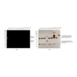 Thermo Fisher Scientific F(ab`)2-Goat anti-Rabbit IgG (H+L) Cross-Adsorbed Secondary Antibody, Alexa Fluor Plus 594