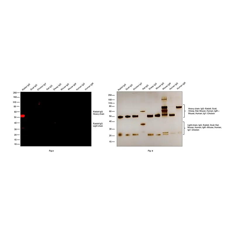 Thermo Fisher Scientific F(ab`)2-Goat anti-Rabbit IgG (H+L) Cross-Adsorbed Secondary Antibody, Alexa Fluor Plus 594