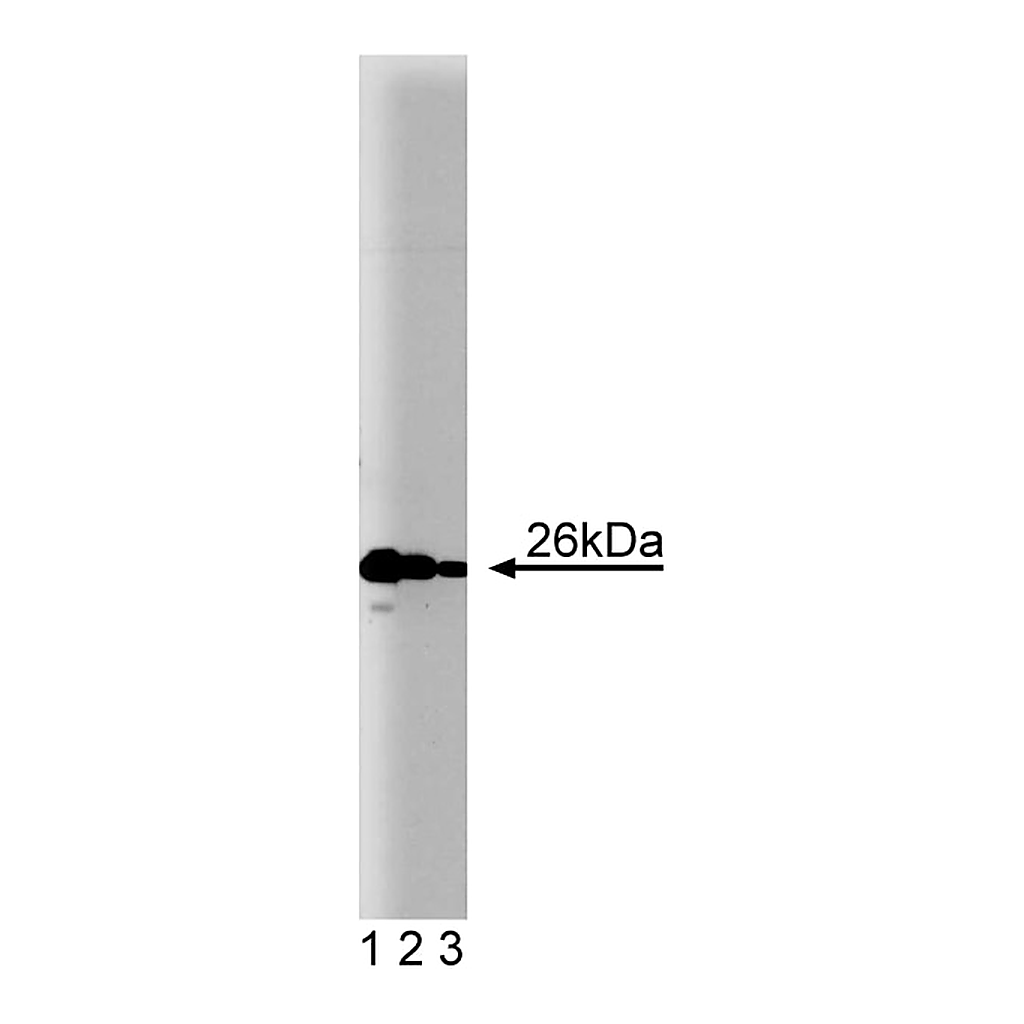 BD Purified Mouse Anti-Bcl-2