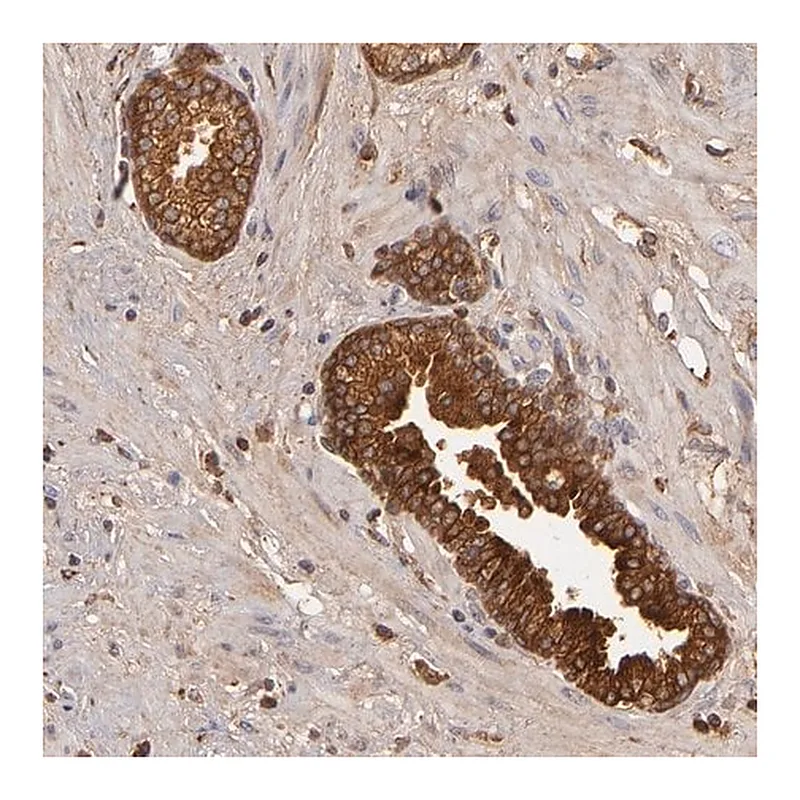 Merck Anti-CFB antibody produced in rabbit