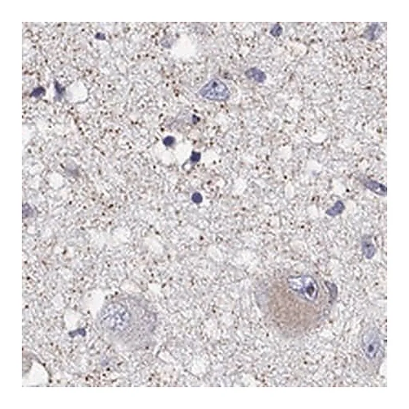 Merck Anti-QRFPR antibody produced in rabbit