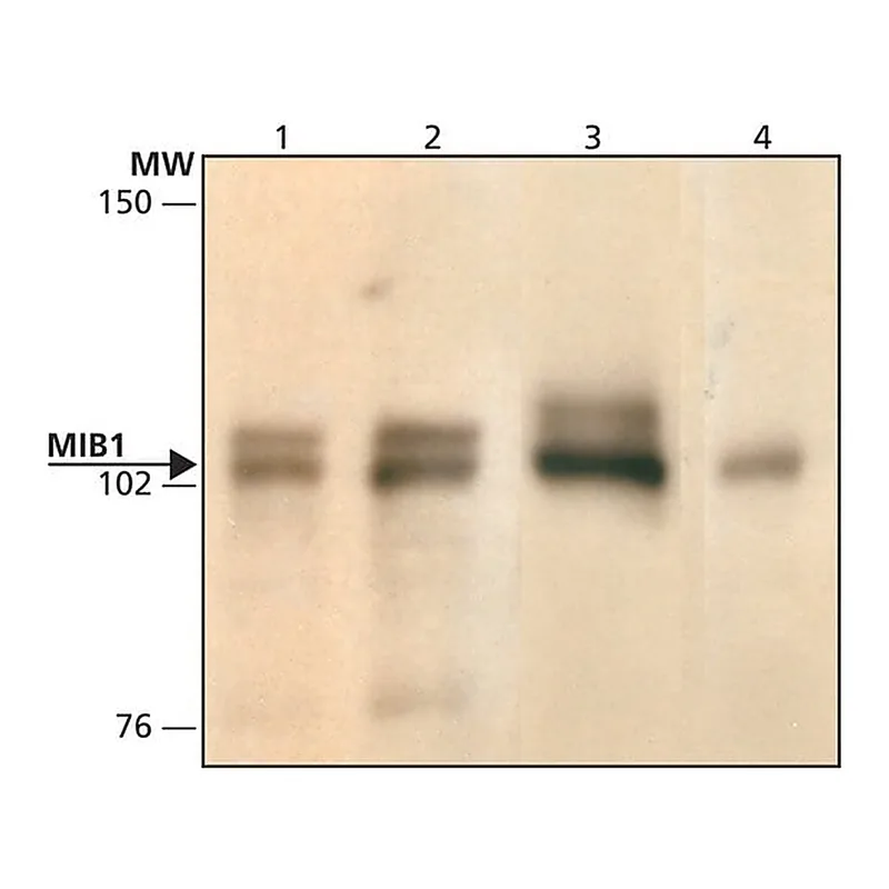 Merck Anti-MIB1 (C-terminal) antibody produced in rabbit