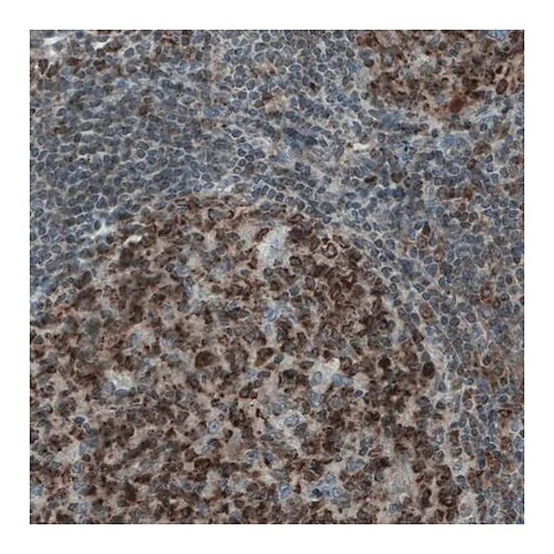 Merck Monoclonal Anti-MCL1 antibody produced in mouse