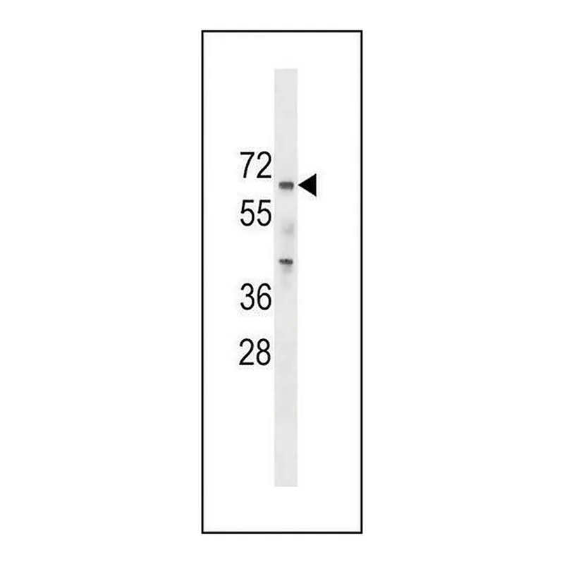 Merck ANTI-PCTAIRE2 (PCTK2)(N-TERMINAL) antibody produced in rabbit