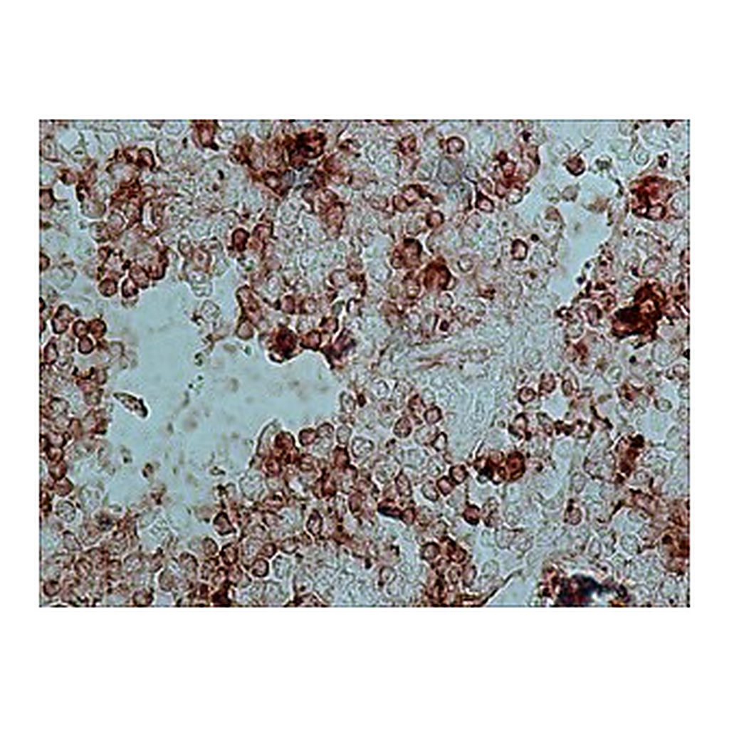 Merck ANTI-RABBIT IGG (WHOLE MOLECULE)