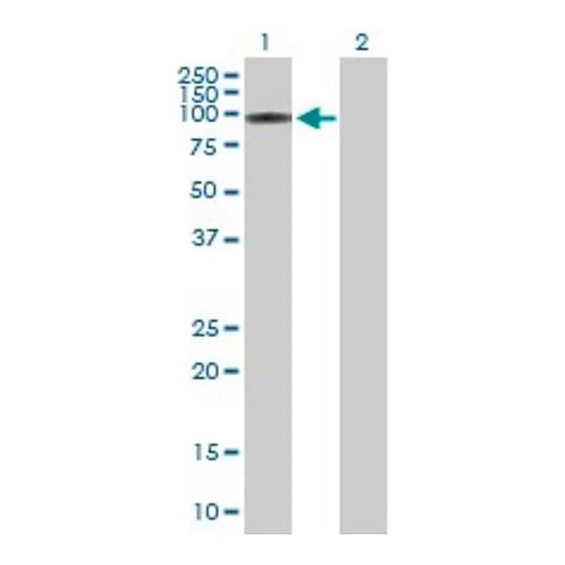 Merck Anti-ITPKC antibody produced in mouse