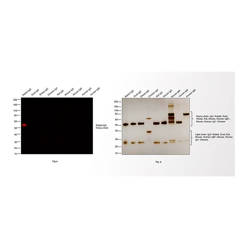 Thermo Fisher Scientific Goat anti-Rabbit IgG (H+L) Highly Cross-Adsorbed Secondary Antibody, Alexa Fluor 635