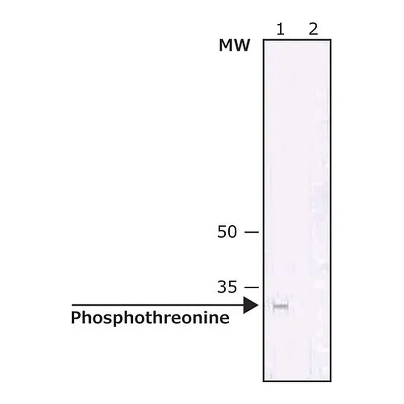 Merck Anti-Phosphothreonine antibody, Mouse monoclonal