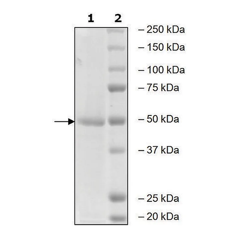 Merck Aurora Kinase A active human