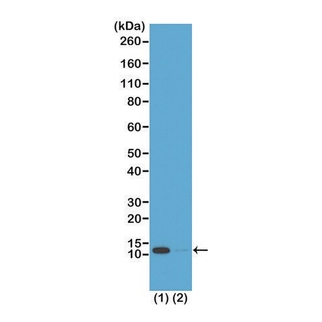 Merck Anti-Acetyl-Histone H4 (Lys16) antibody, Rabbit monoclonal