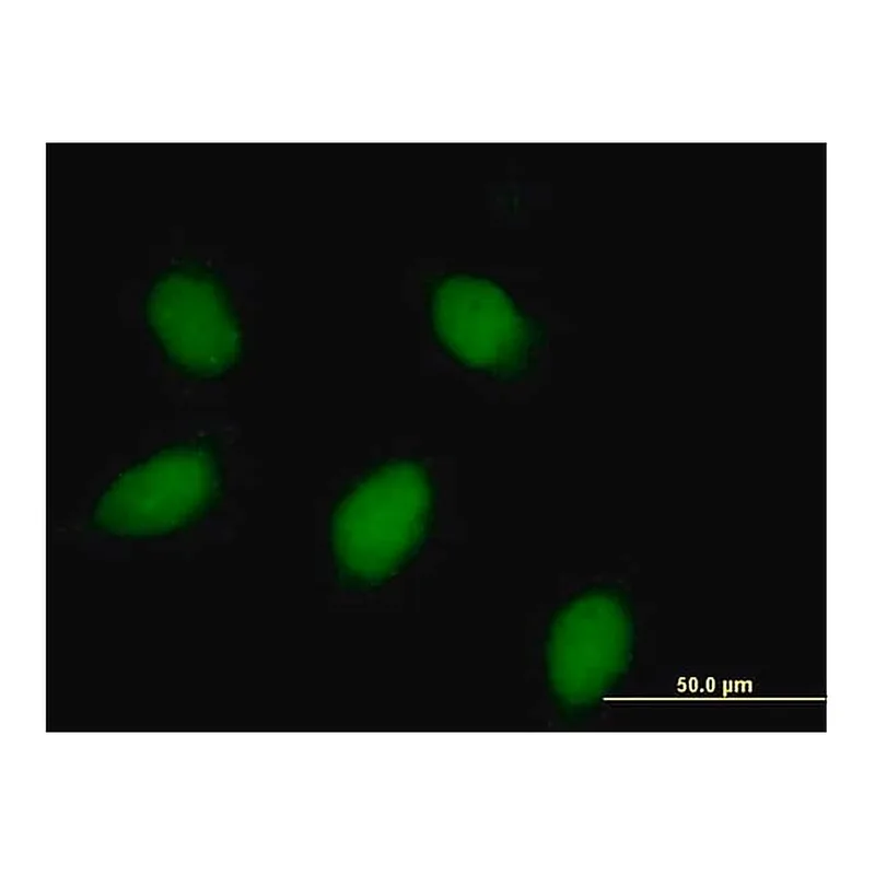 Merck Anti-CALB1 antibody produced in rabbit