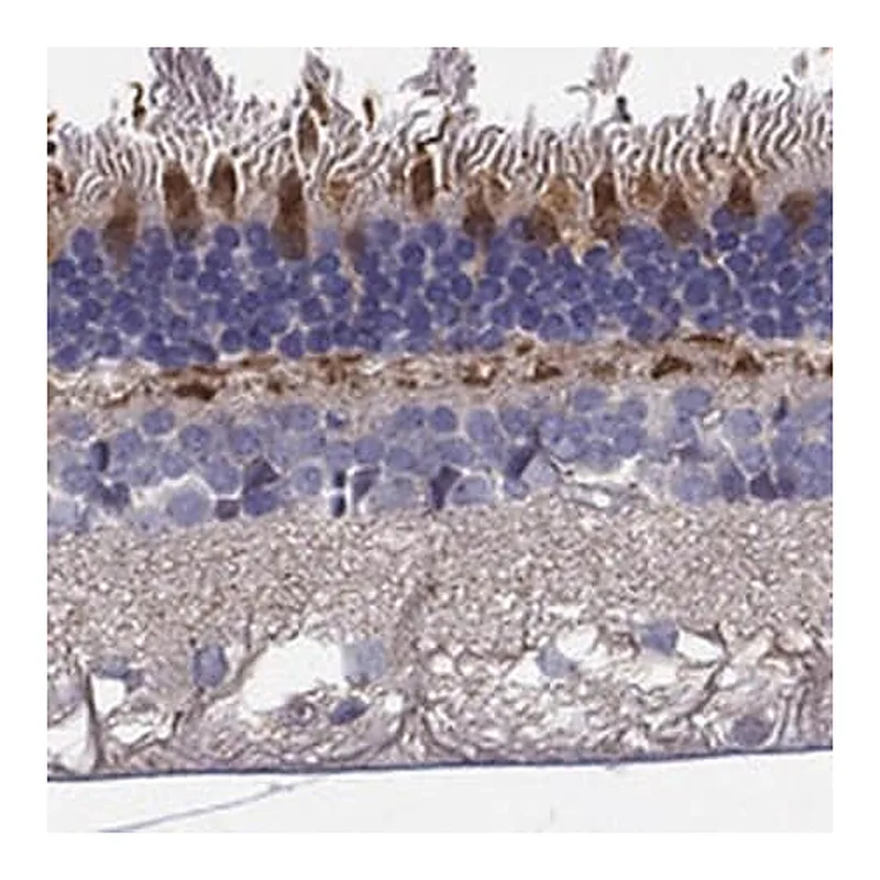 Merck Anti-GRK7 antibody produced in rabbit