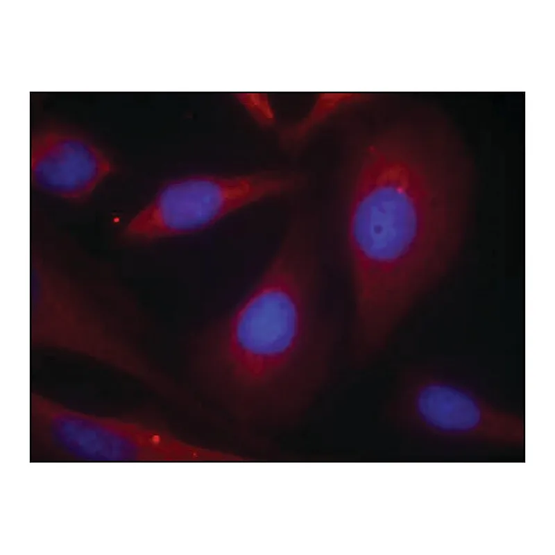 Merck Anti-NFKB1 (Ab-927) antibody produced in rabbit
