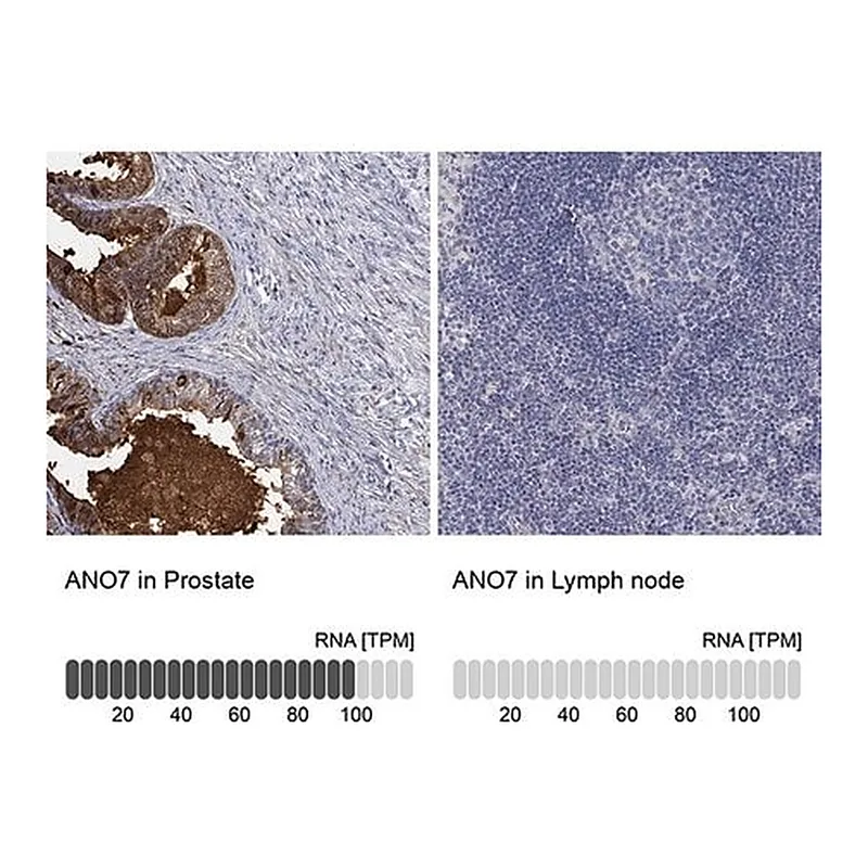 Merck Anti-ANO7 antibody produced in rabbit