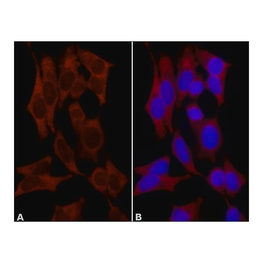 Merck Anti-NQO1 (C-terminal) antibody produced in rabbit