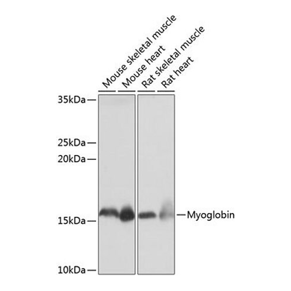 Merck Anti-Myoglobin antibody produced in rabbit