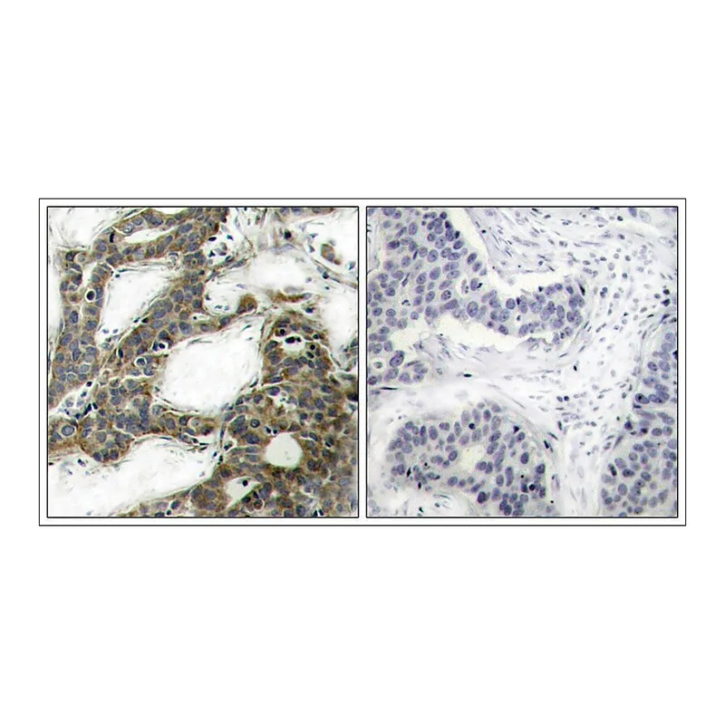 Merck Anti-CTNNB1 (Ab-33) antibody produced in rabbit