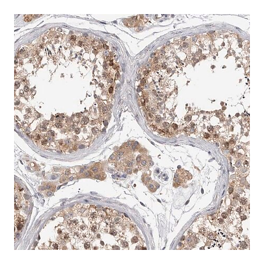Merck Anti-ZNF341 antibody produced in rabbit