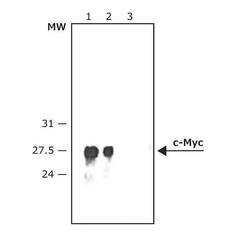 Merck Anti-c-Myc-Peroxidase antibody produced in rabbit
